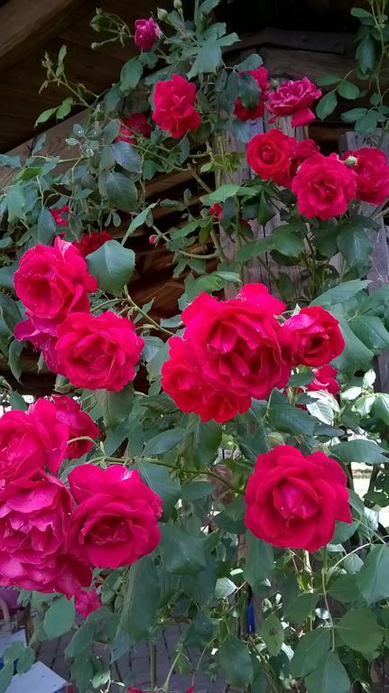 Il Casale Dell'ara Delle Rose Roma